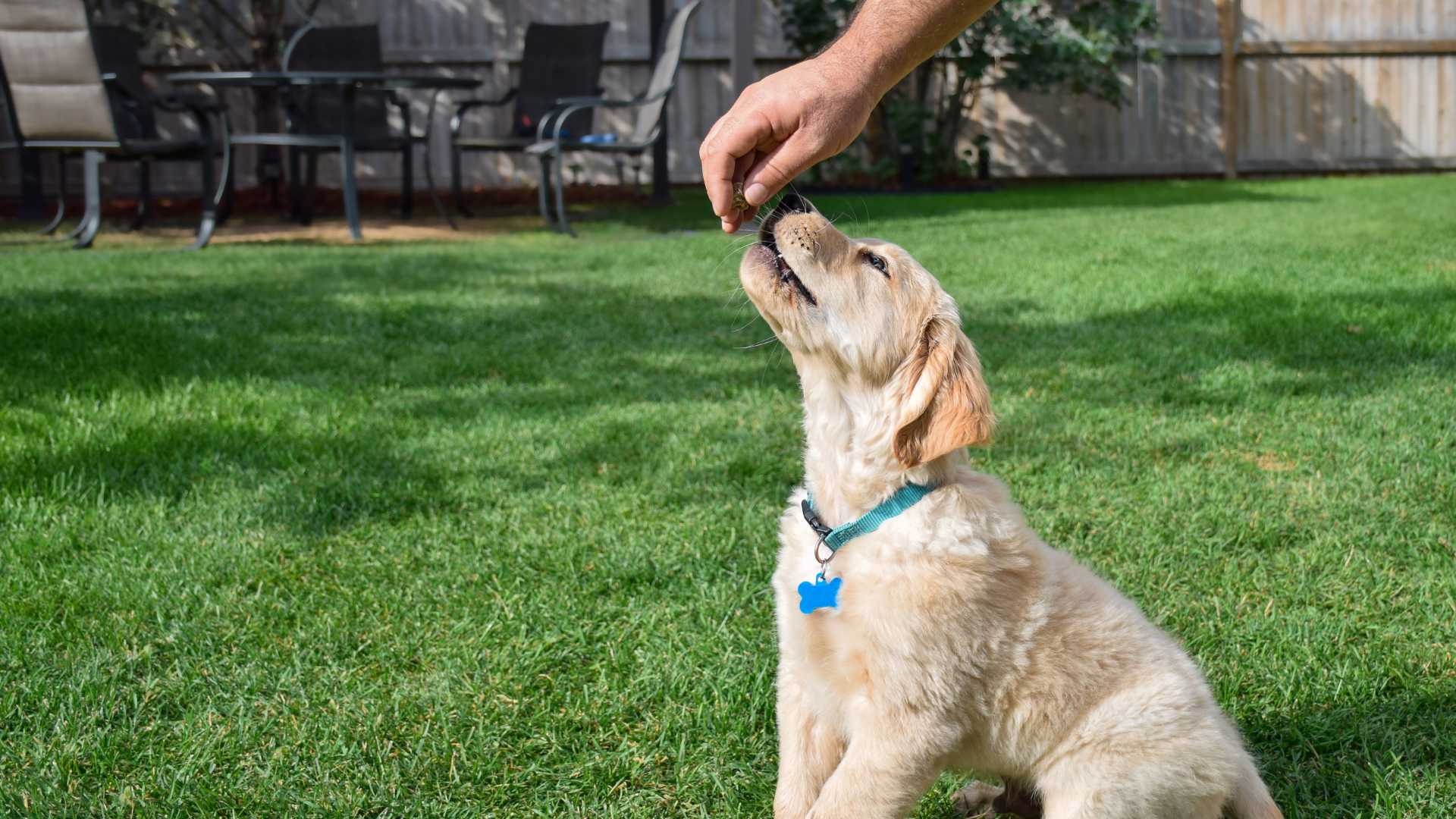 Chiot dans un jardin