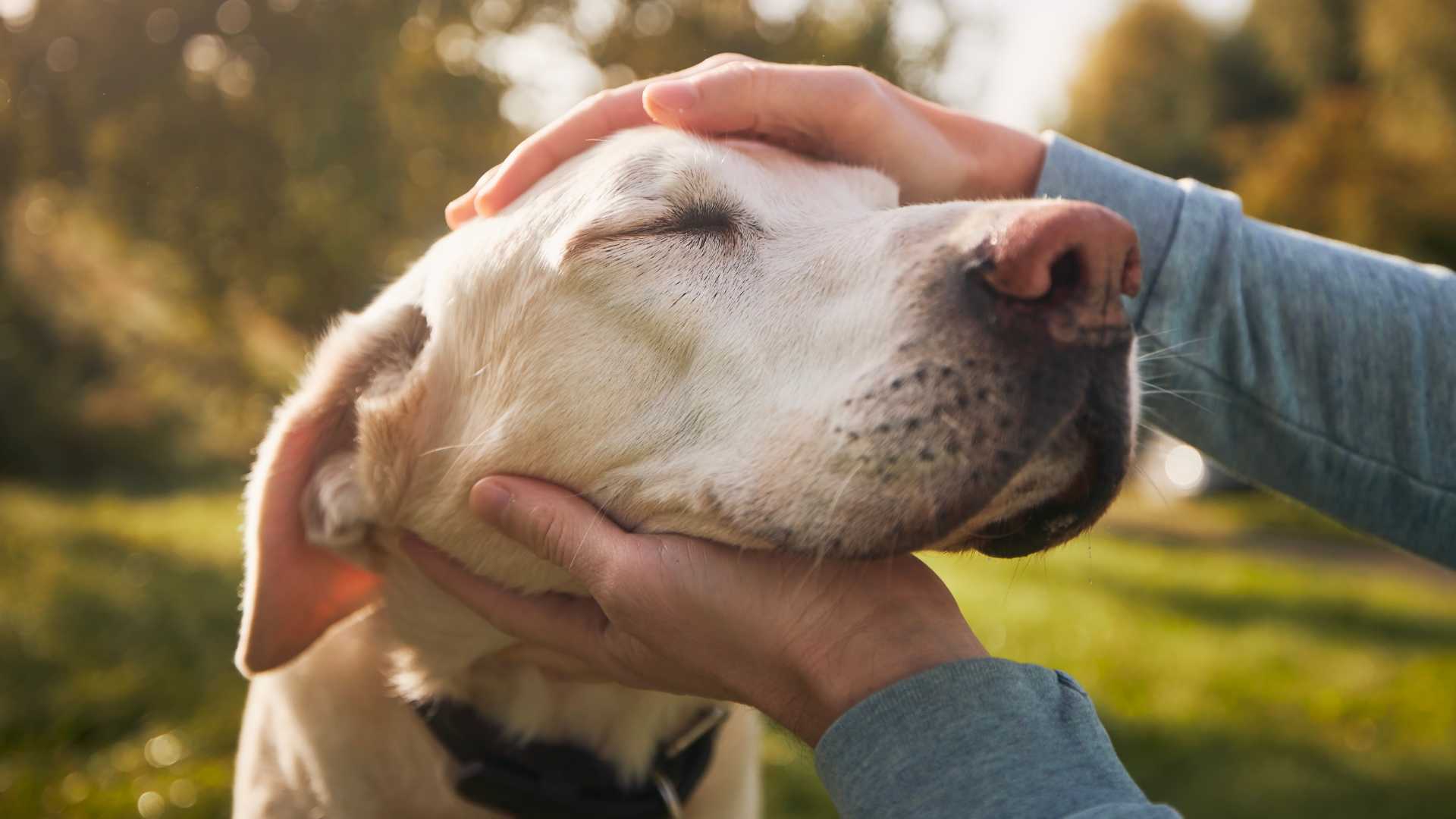 chien se faisant caresser