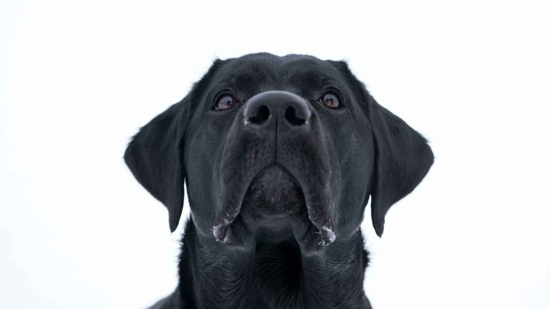 le coût à prévoir pour assurer son chien