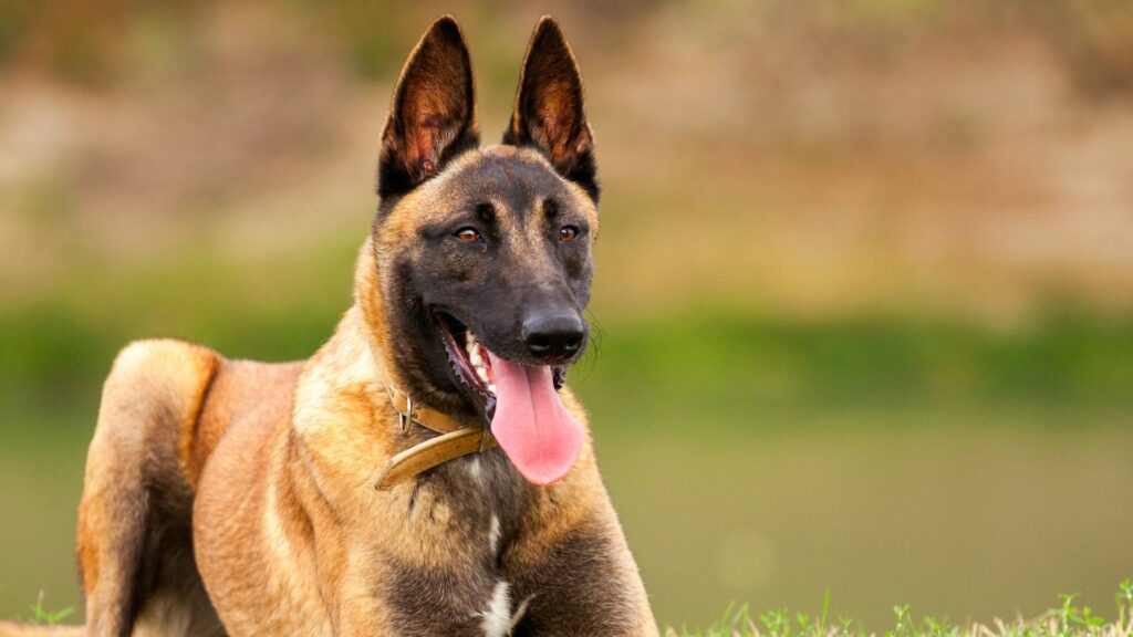 Chien