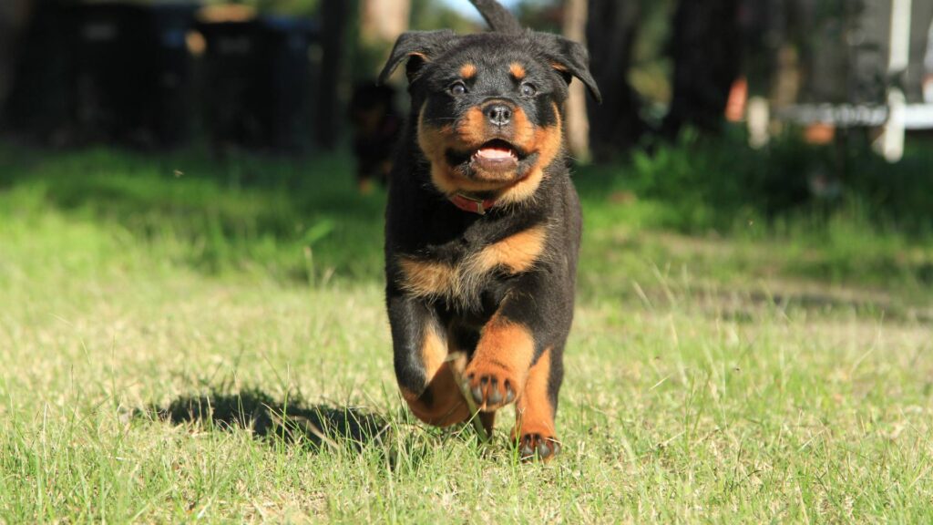 Chiot