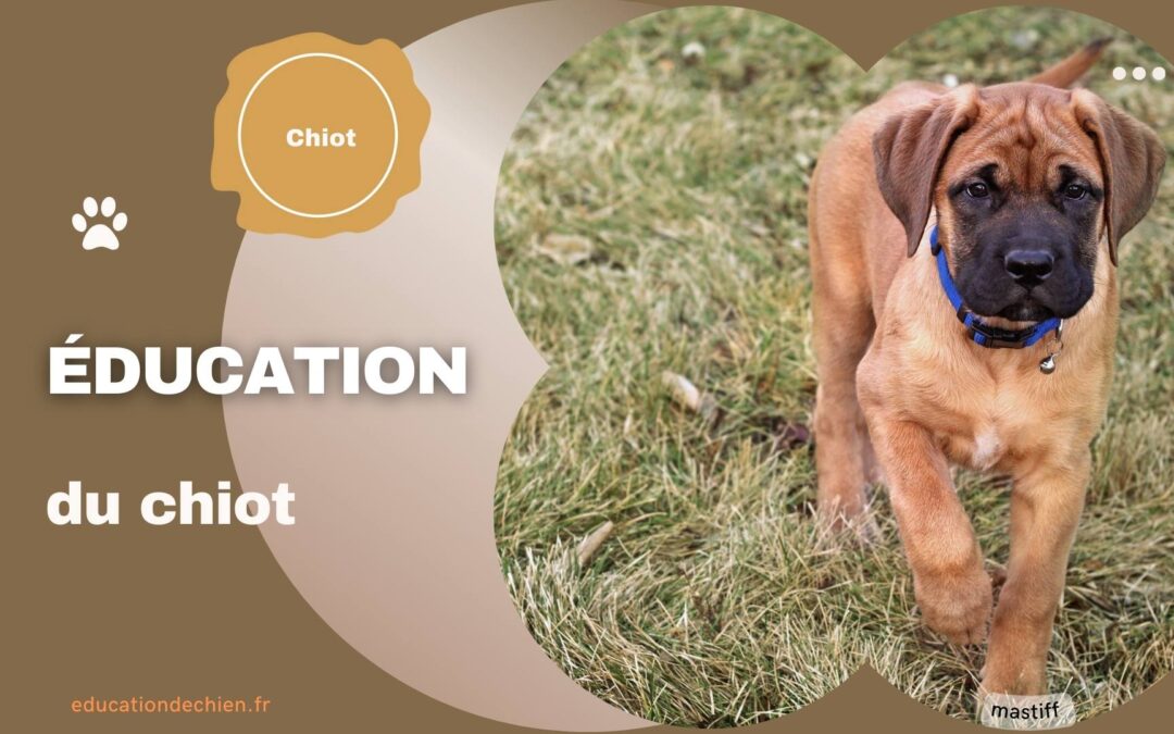 Éducation du chiot