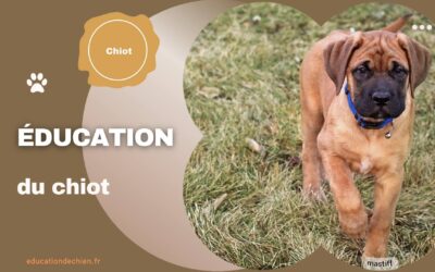 Éducation du chiot