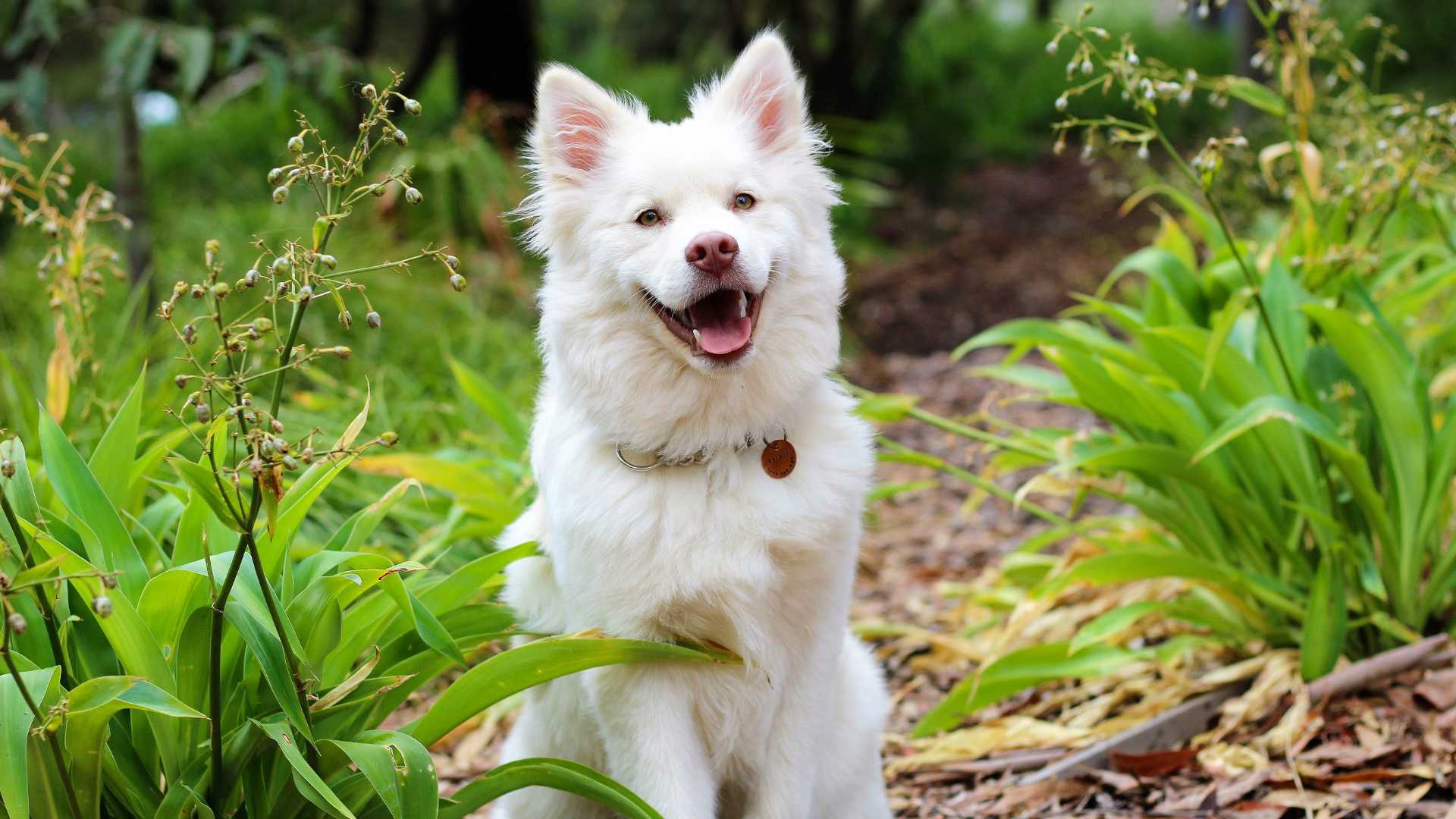 meilleur assurance pour votre chien