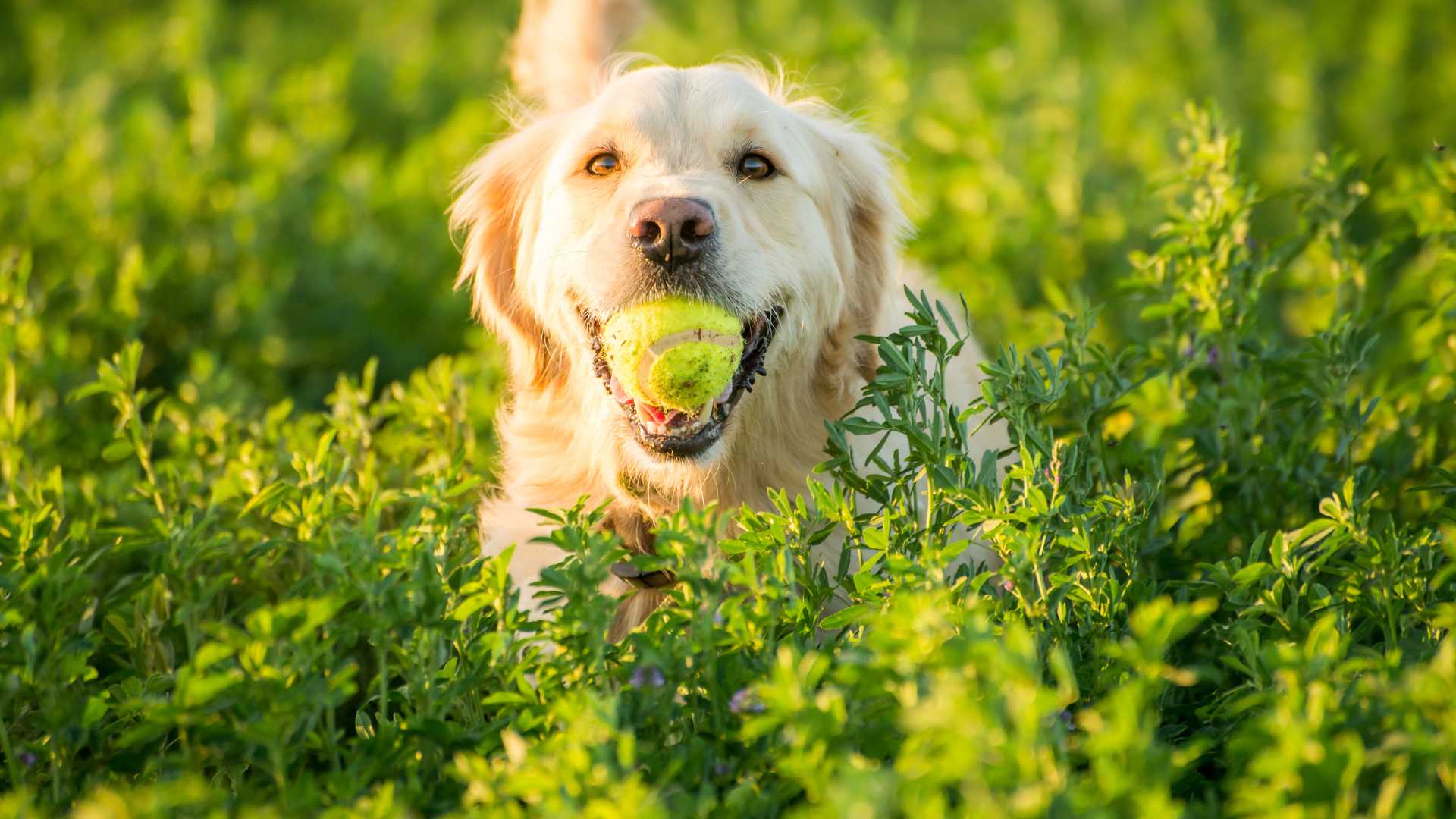 choix d'assurance pour votre chien