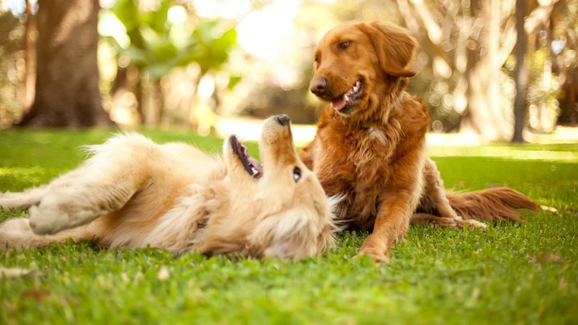 deux chiens avec la meilleure assurance