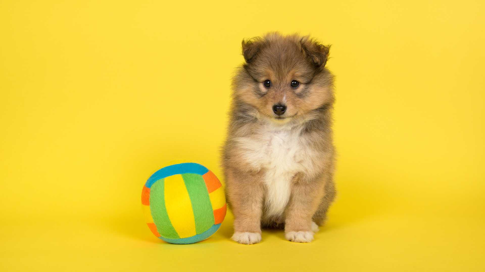 petit chiot derrière fond jaune