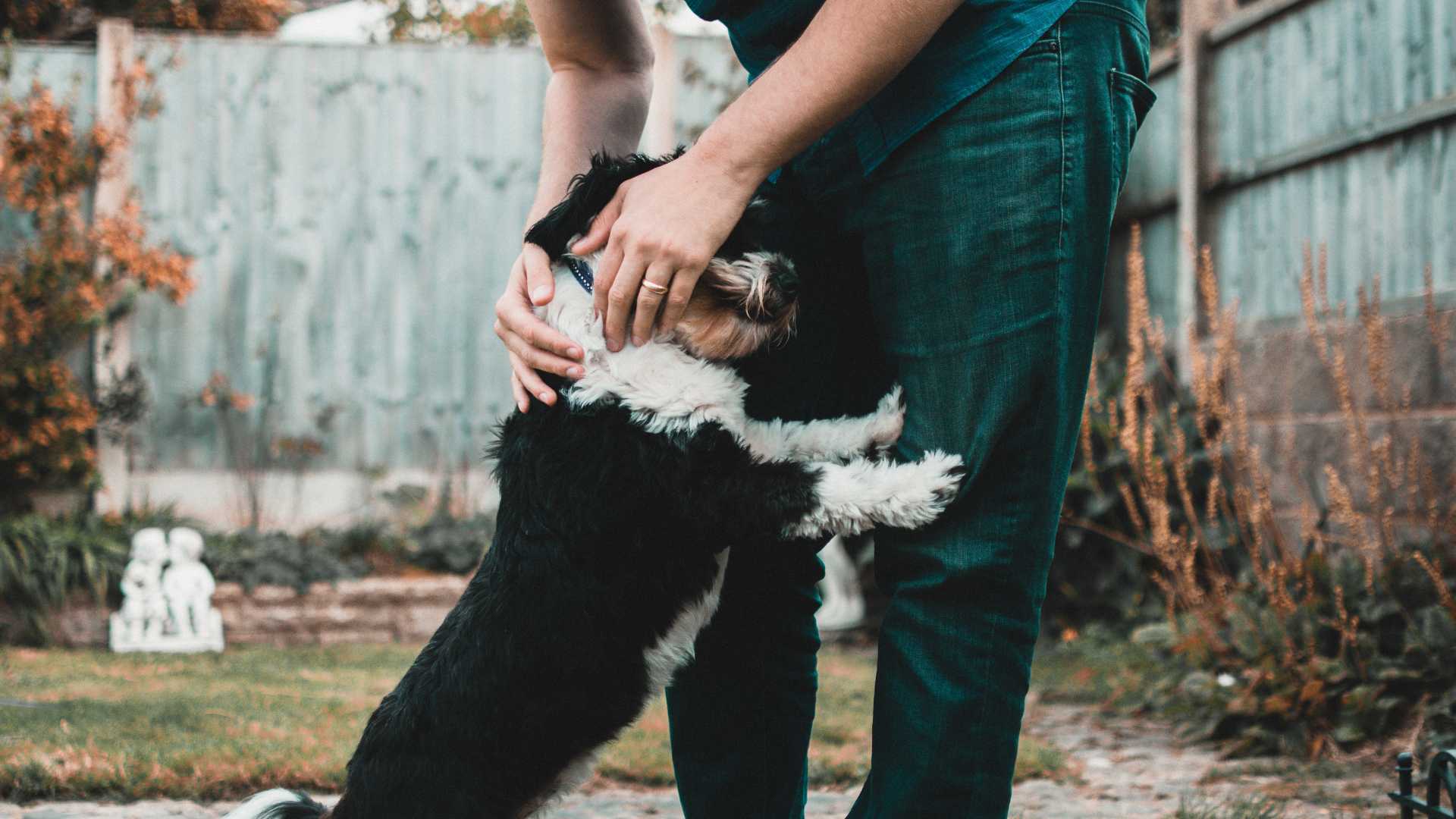 chien et son maître