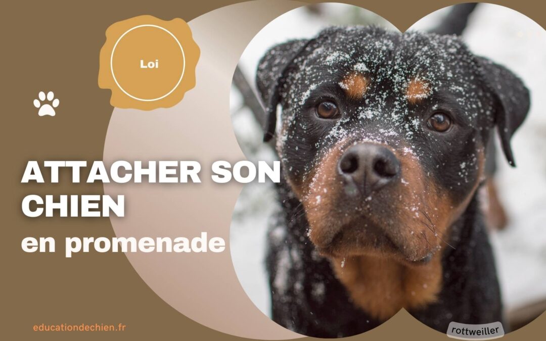 Est-il obligatoire d’attacher son chien en promenade ?