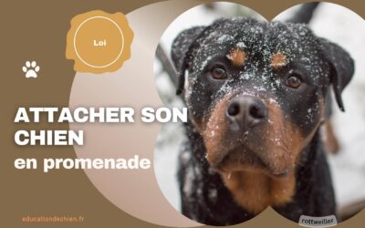 Est-il obligatoire d’attacher son chien en promenade ?
