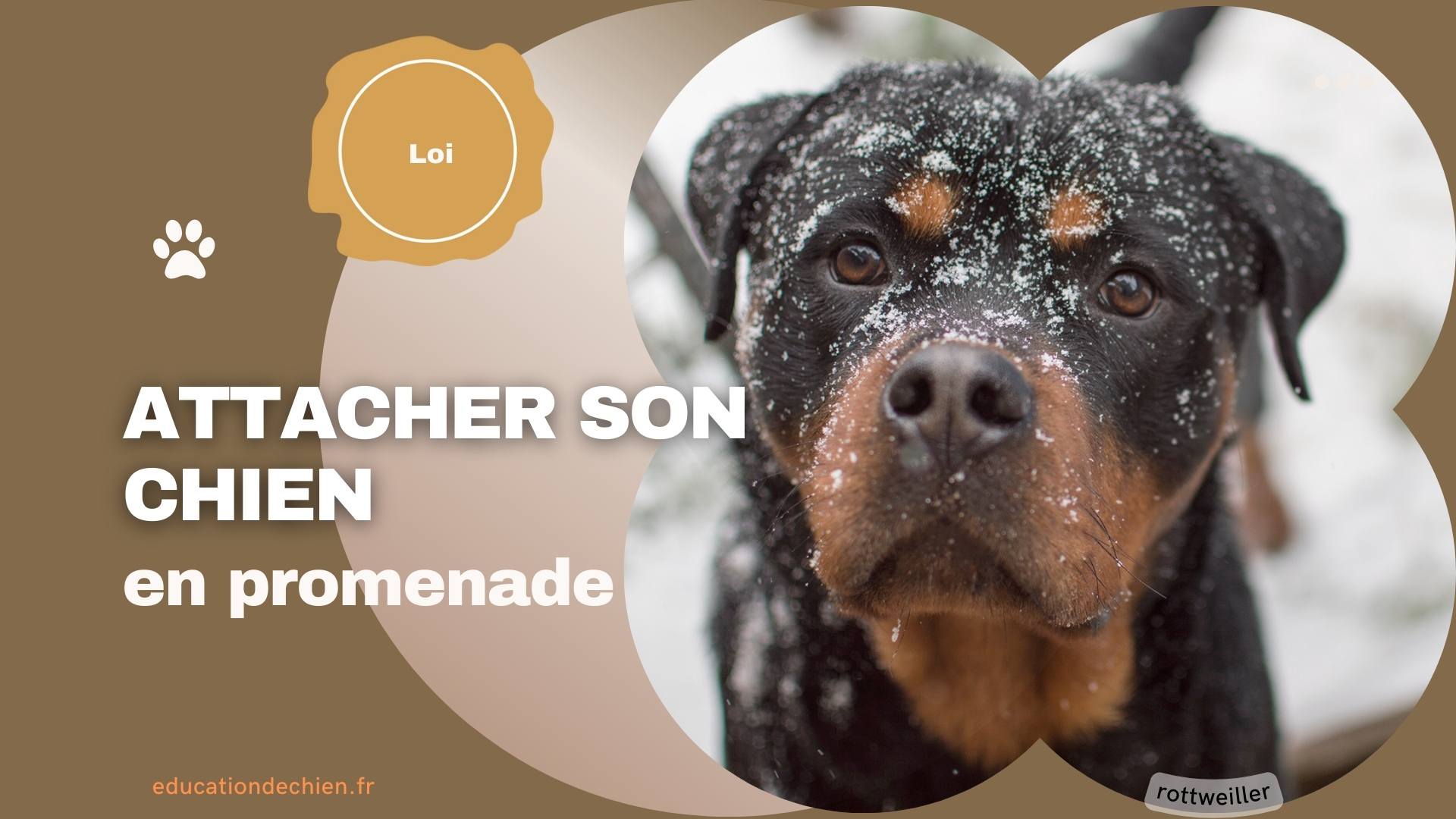 rottweiller