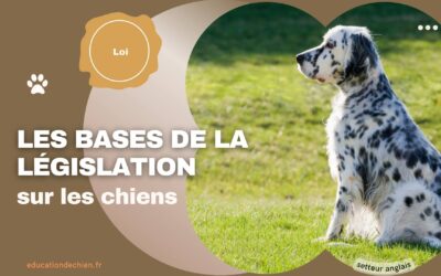 Les bases de la législation sur les chiens : ce que chaque propriétaire devrait savoir.