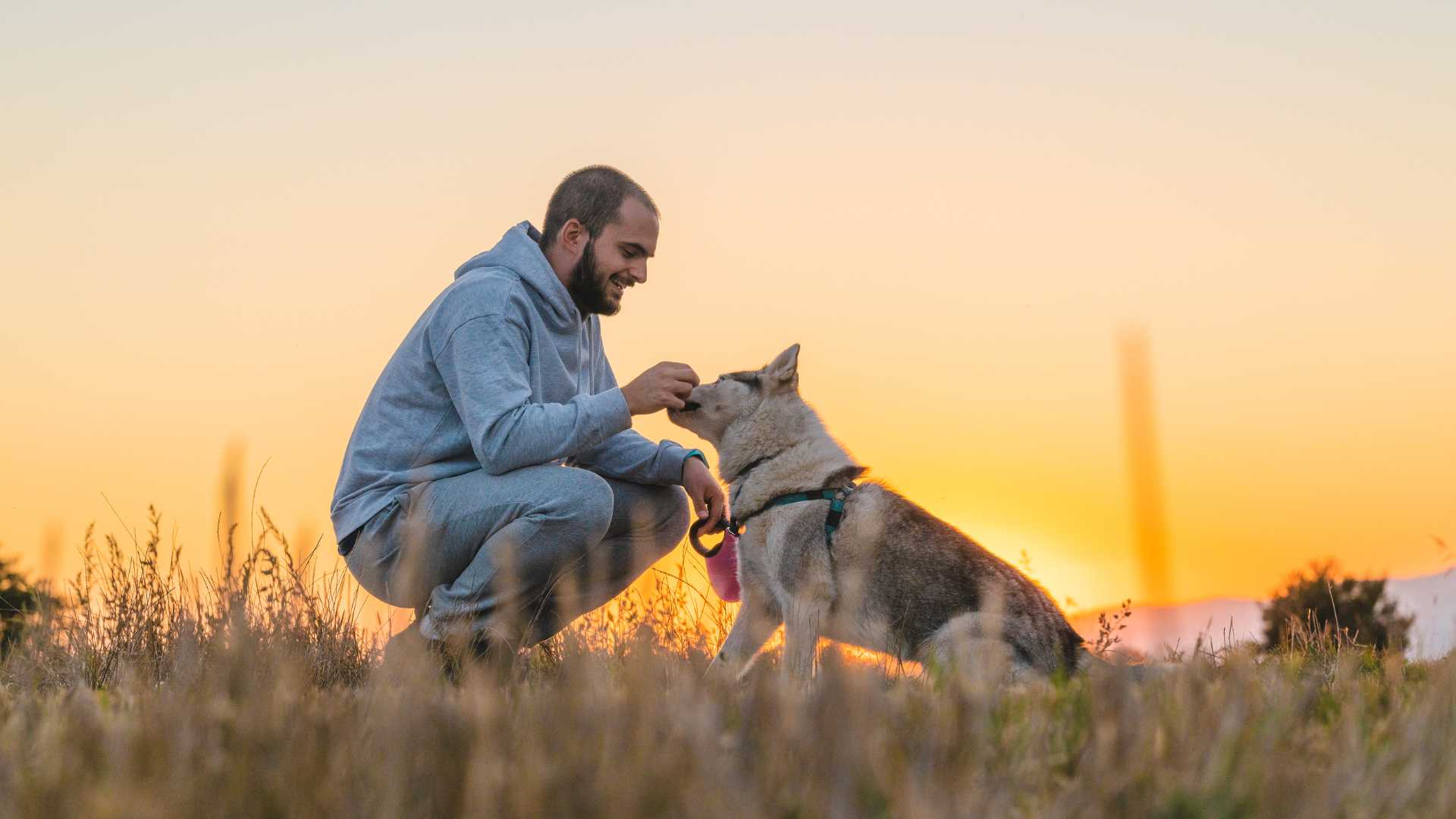 propriétaire et son chien en promenade