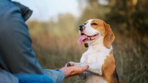 chiens avec son maître