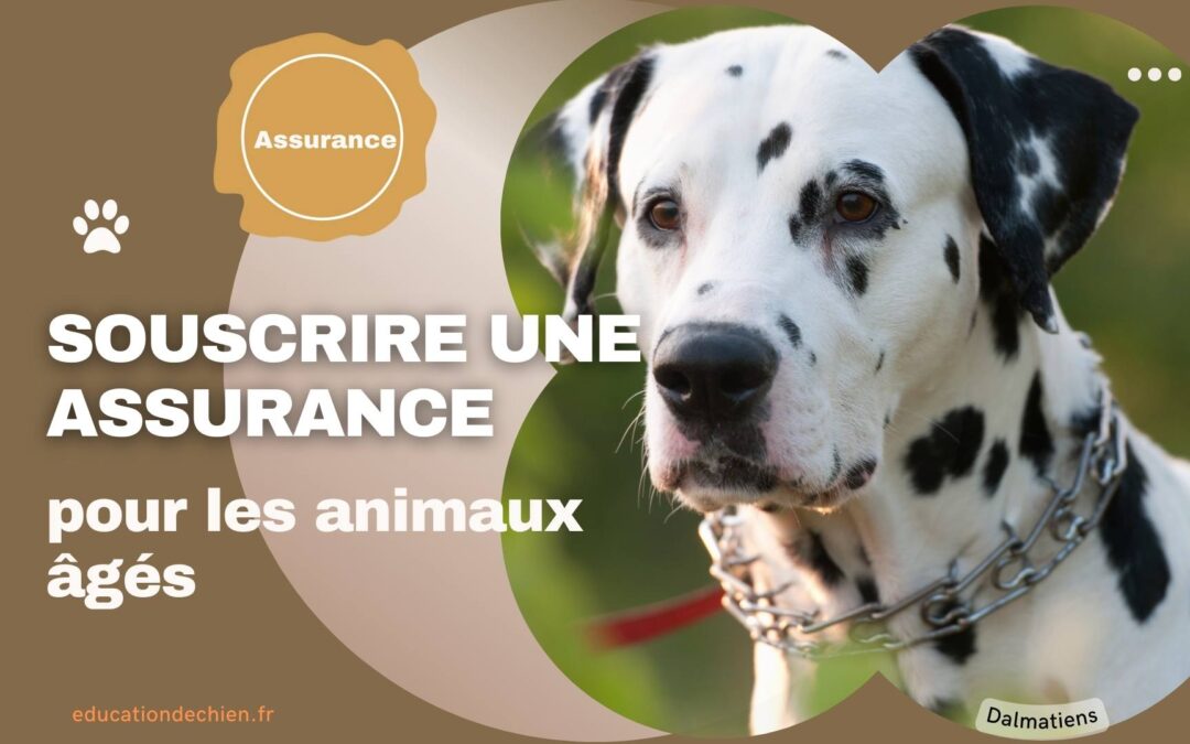 Faut-il souscrire une assurance pour les animaux âgés ?