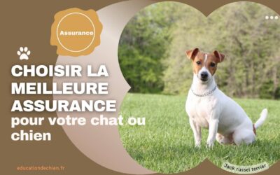 Comment choisir la meilleure assurance pour votre chat ou chien