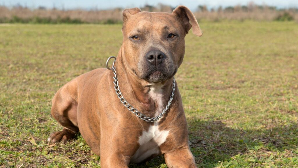Staffordshire Terrier