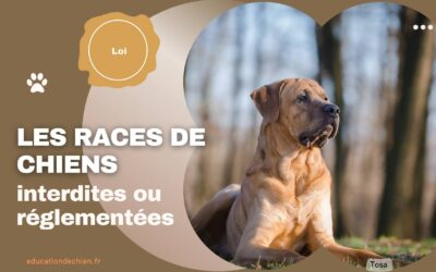 Les races de chiens interdites ou réglementées dans différents pays et régions.