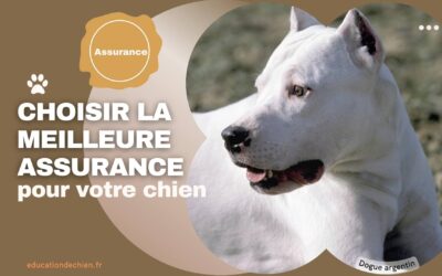 Comment choisir la meilleure assurance pour votre chien : critères à considérer.