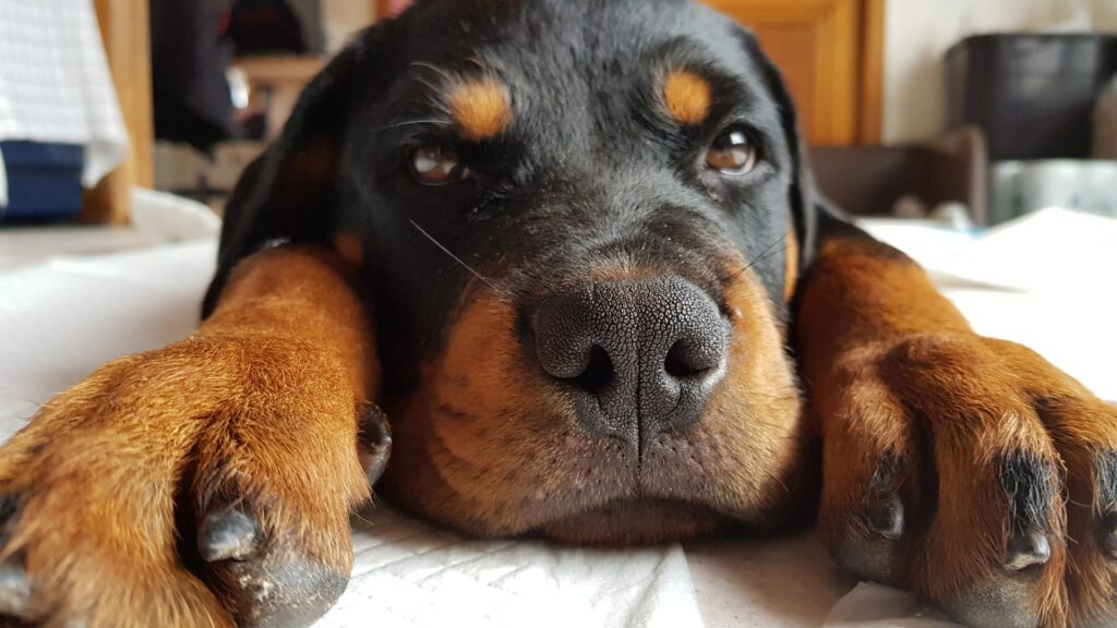 Chien