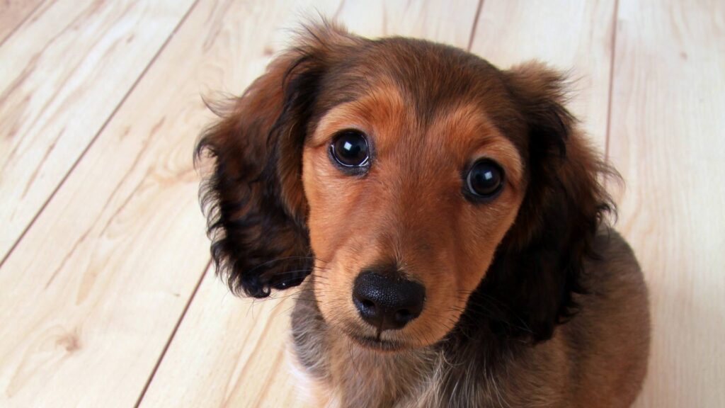 Assurance chien