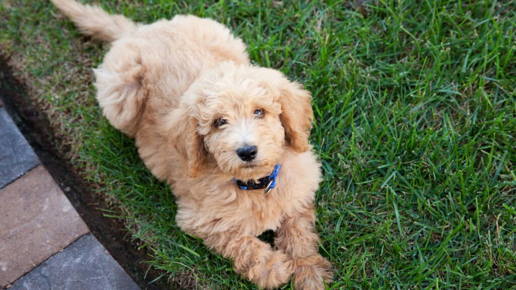 Chien