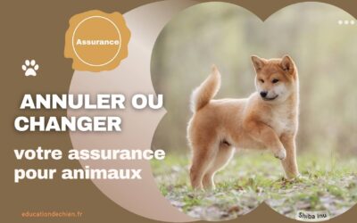 Comment annuler ou changer votre assurance pour animaux.