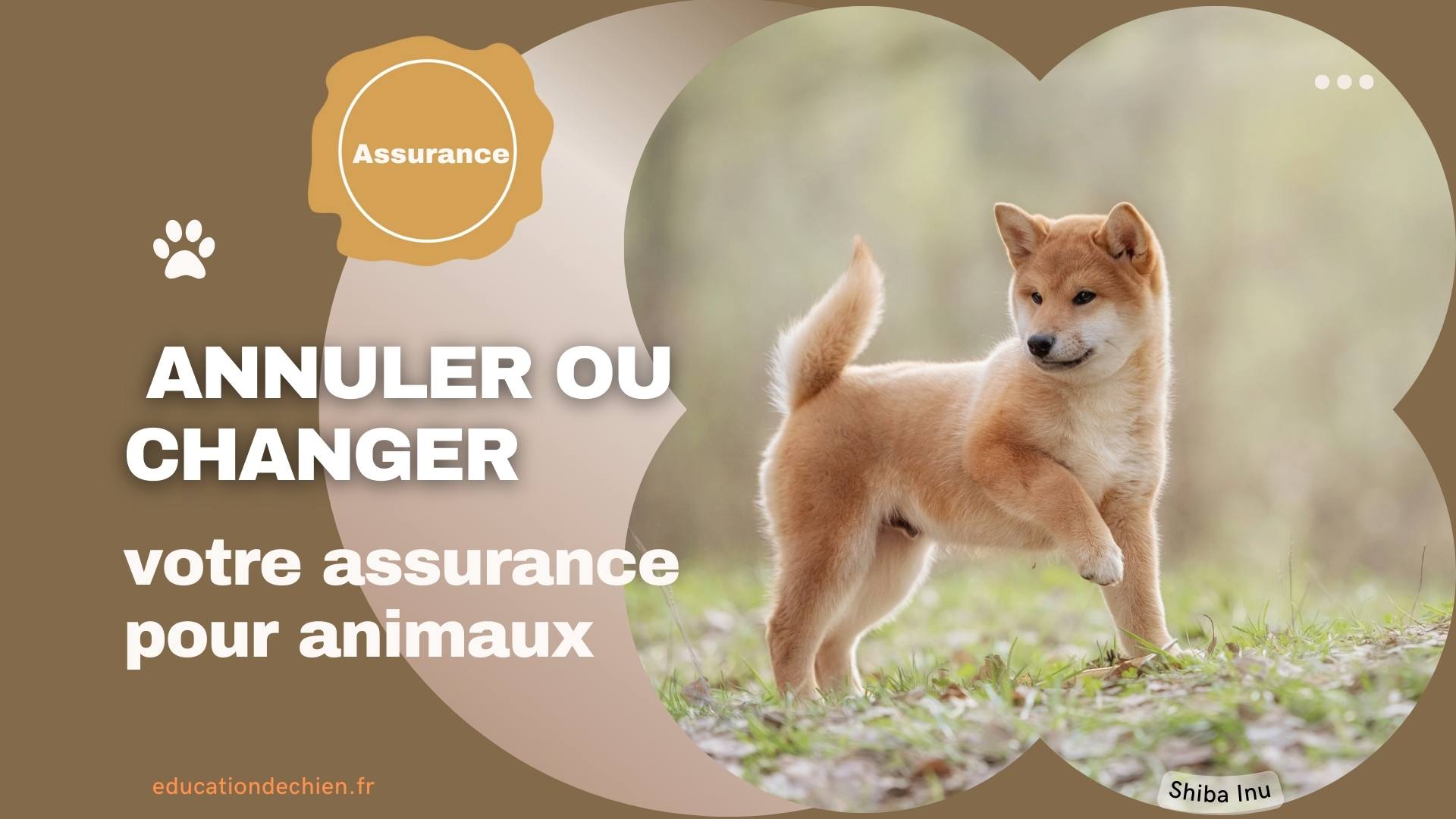Shiba Inu