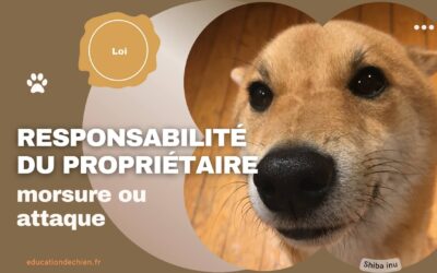 La responsabilité du propriétaire en cas de morsure ou d’attaque de chien.