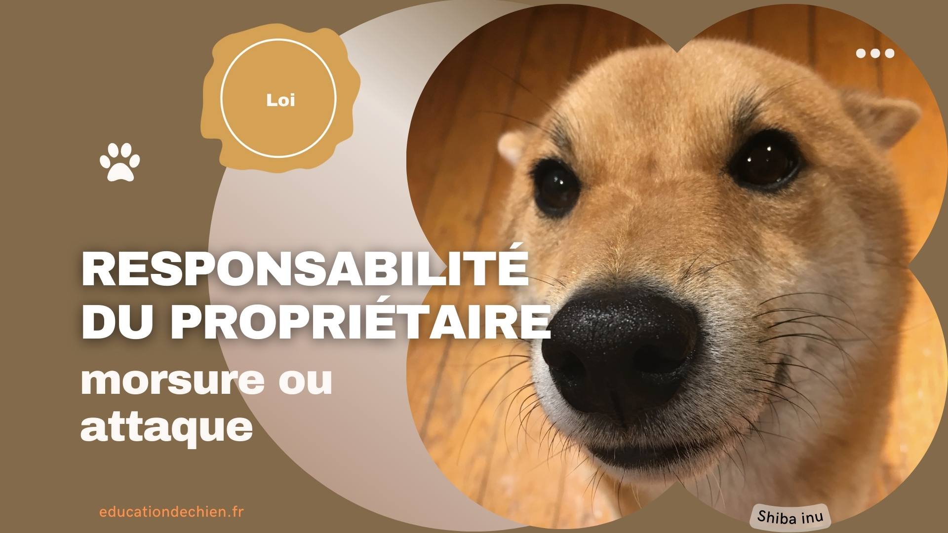 Shiba inu