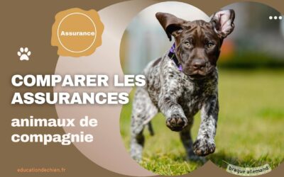 Les critères à prendre en compte pour comparer les assurances animaux de compagnie.