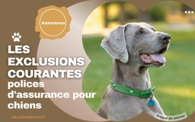 Comprendre les exclusions courantes dans les polices d’assurance pour chiens.