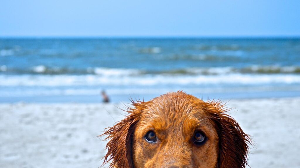 chien à la mer