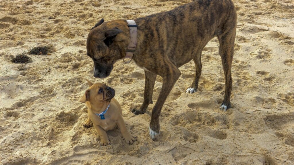 Deux chiens sur le sable à la plage 