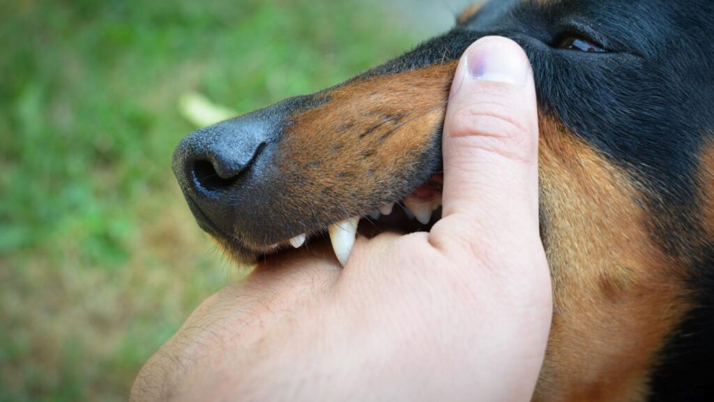 Chien qui mord