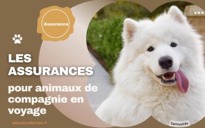 Les assurances pour animaux de compagnie en voyage.