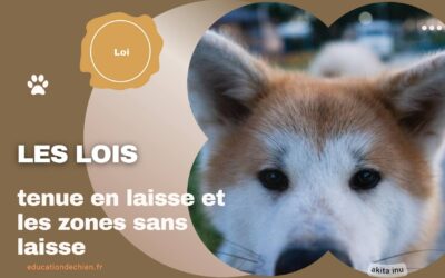 Les lois concernant la tenue en laisse et les zones sans laisse.