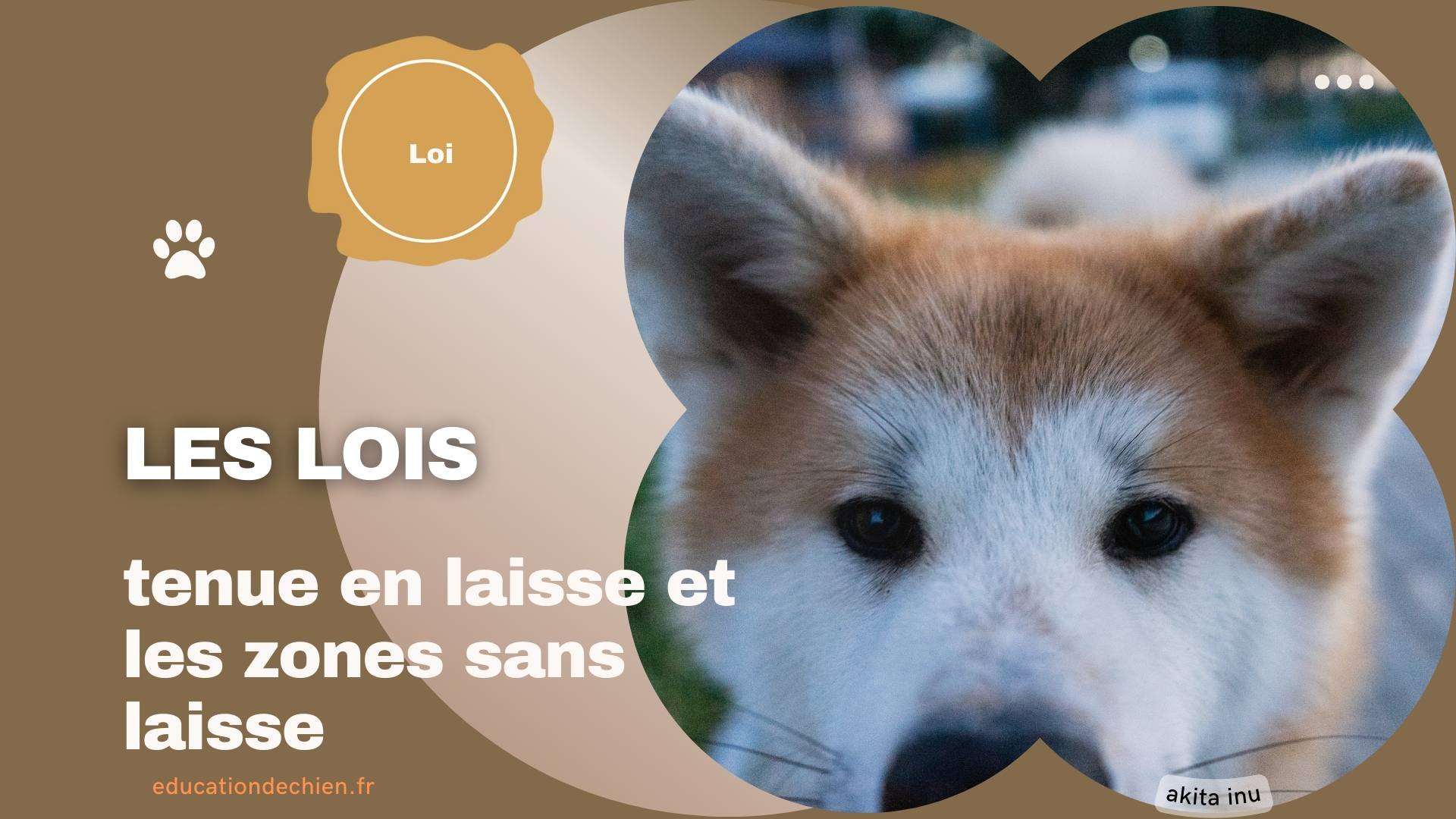 akita inu