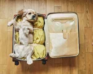assurances pour animaux de compagnie en voyage