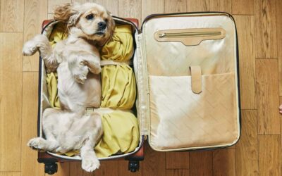 Les assurances pour animaux de compagnie en voyage.