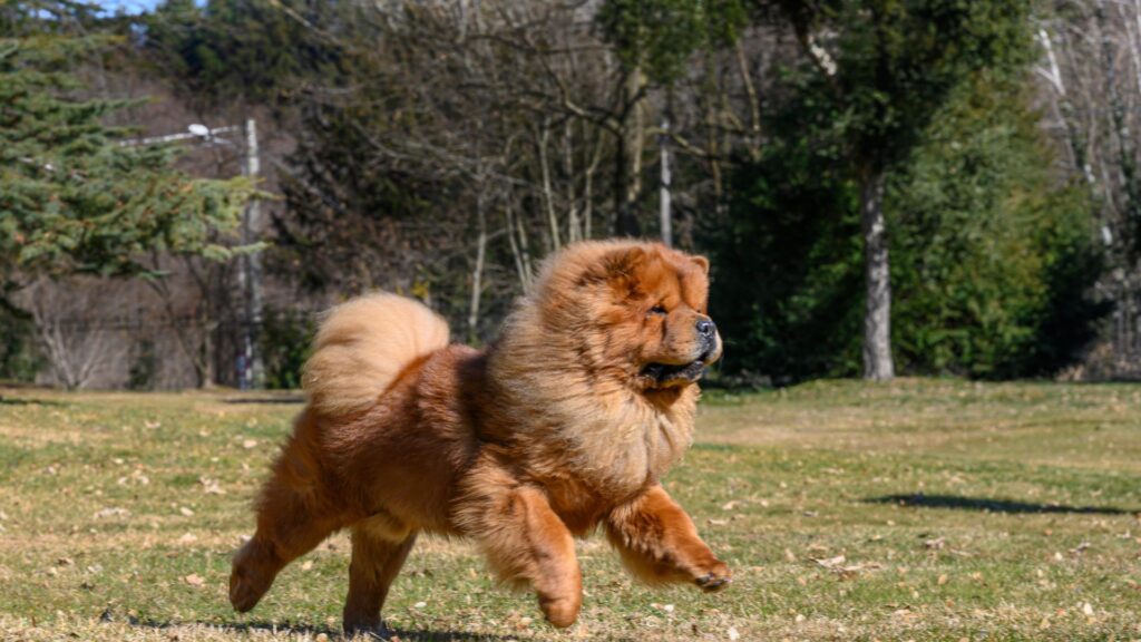 chien entrain de courir sans laisse