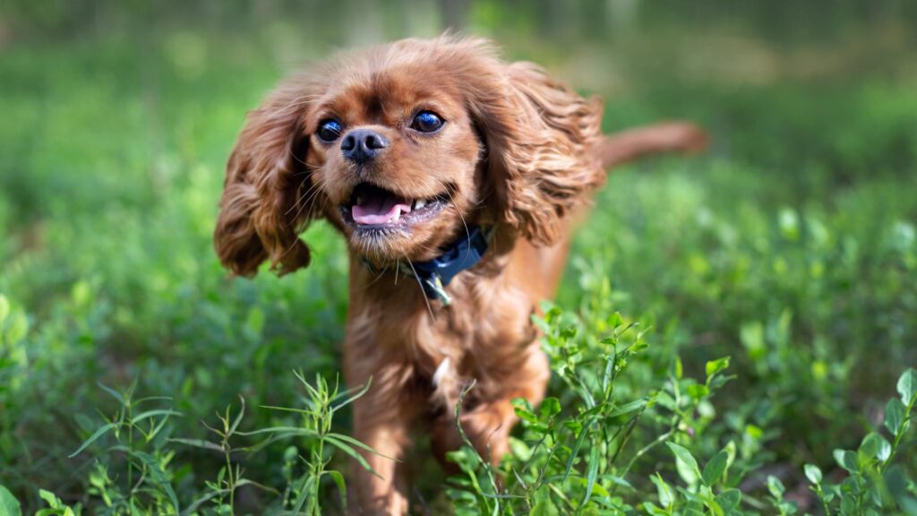 Petit chien dans un jardin