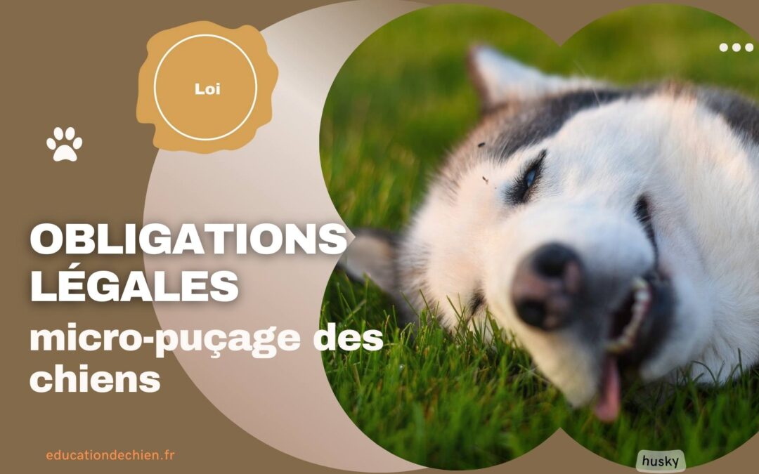 Les obligations légales en matière d’identification et de micro-puçage des chiens.