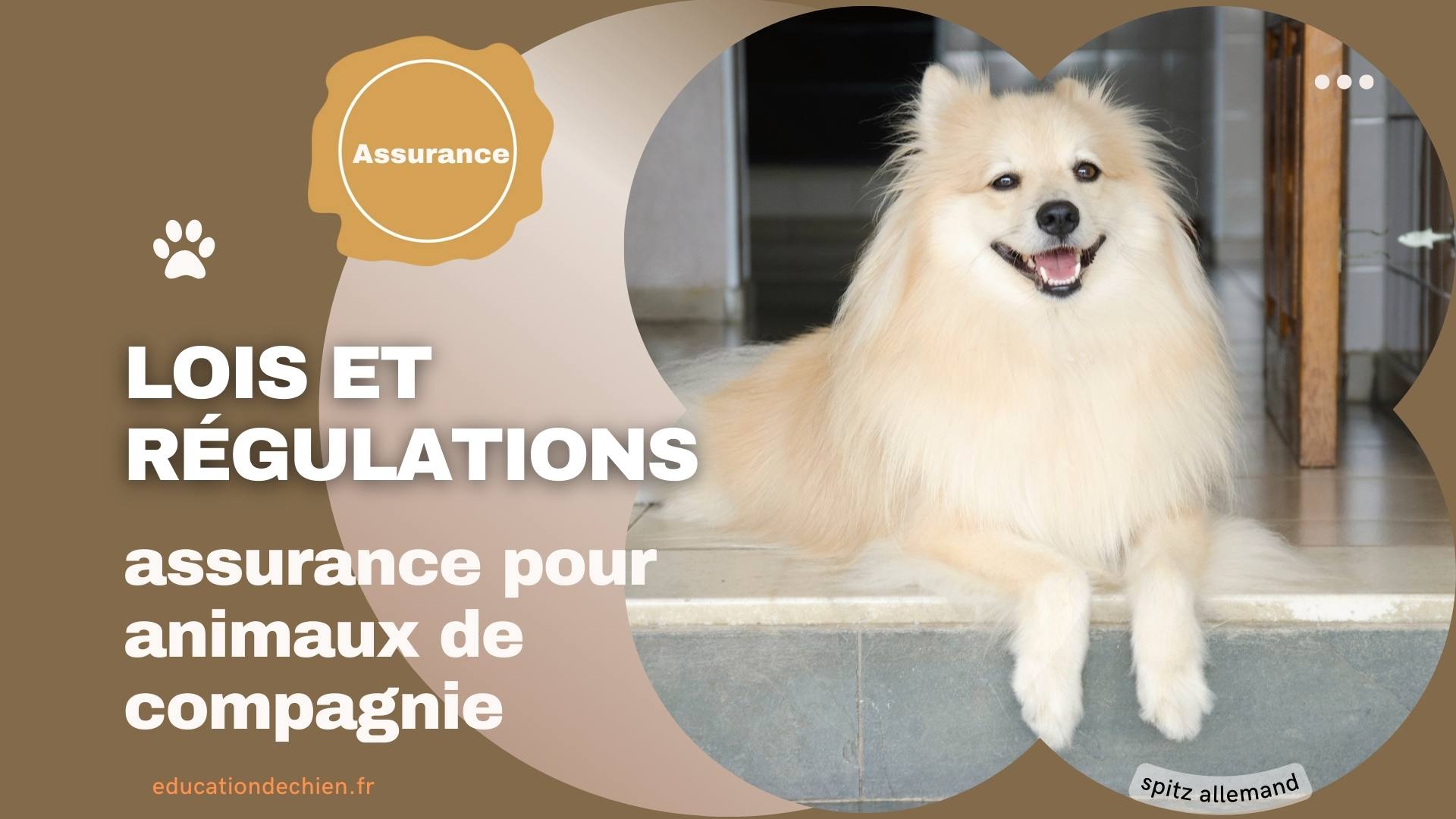spitz allemand