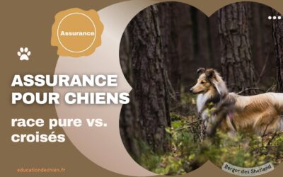 Assurance pour chiens de race pure vs. chiens croisés : y a-t-il une différence ?