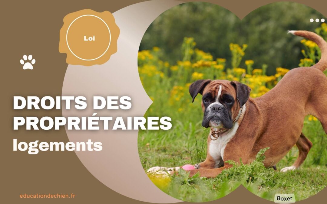 Les droits des propriétaires de chiens face aux discriminations dans les logements.
