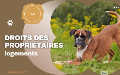 Les droits des propriétaires de chiens face aux discriminations dans les logements.