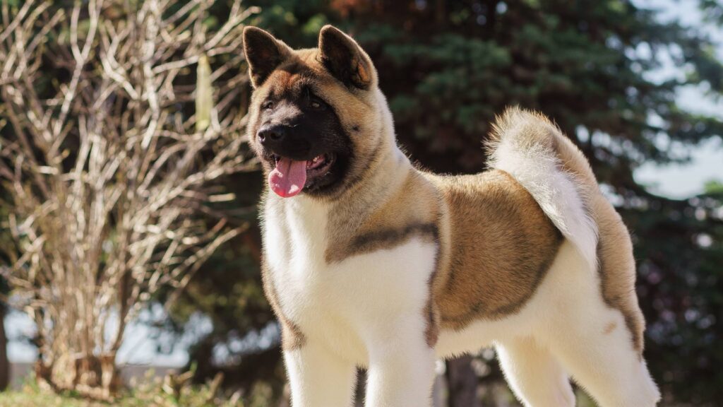 Chien de race