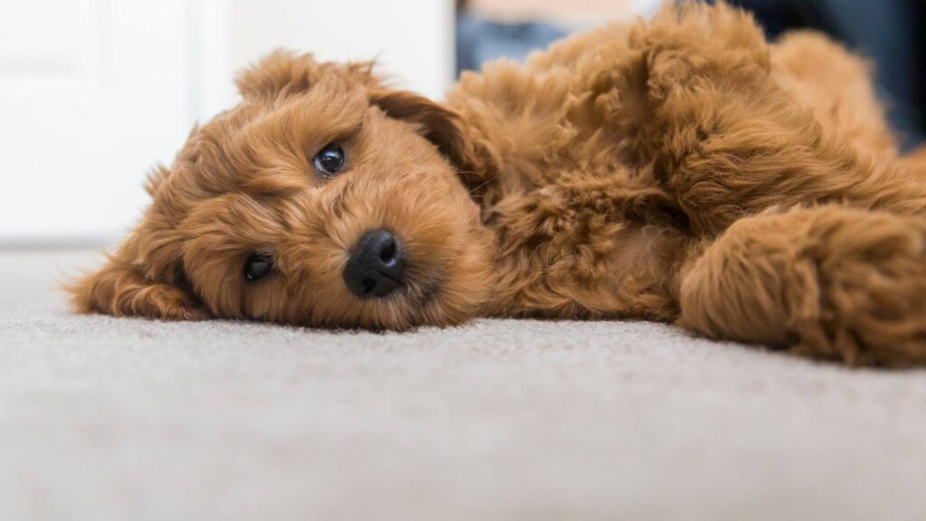 Petit chien