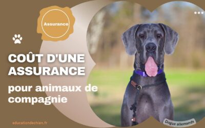 Le coût d’une assurance pour animaux de compagnie : est-ce que ça vaut le coup ?
